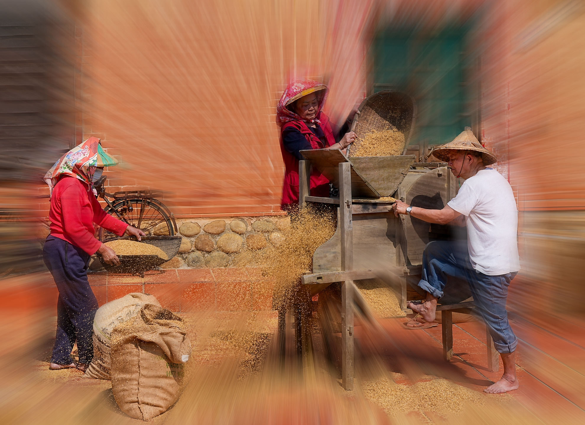 優選  傳統曬稻三  張坤柏